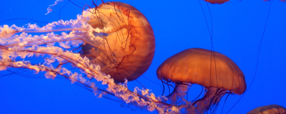 Jellyfish